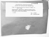 Conferticium karstenii image